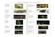 Īpaši aizsargājamo augu sugu saraksts - Lauku atbalsta ... · Īpaši aizsargājamo augu sugu saraksts Zemeņu āboliņš (Trifolium fragiferum L.) Dzeltenā akmeņlauzīte (Saxifraga