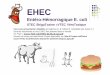 EHEC - fcorpet.free.frfcorpet.free.fr/Denis/W/Cours-TIAC-coli-EHEC-db.hb.dc.ppt.pdf · STEC ShigaToxine =VTEC VéroToxique Voici une présentation détaillée de Delphine B. & Hubert
