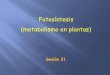 Fotosíntesis (metabolismo en plantas) - nutricion2013 | A ... fases de Fotosíntesis: A Preview La Fotosíntesis consiste de dos tipos de reacciones, la luminosa (la parte foto) y