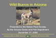 Wild Burros in Arizona - azgfd.gov · Managing Today for Wildlife Tomorrow Celebrating Our Success Stories Wild Burros in Arizona Presented to the Native Plant Society By the Arizona