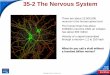 35-2 The Nervous System - San Dieguito Union High School ...teacher.sduhsd.net/lolson/Biology/Nervous System/35... · 35-2 The Nervous System Slide 3 of 38 Copyright Pearson Prentice