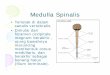 CSK3 Medulla Spinalis ppt.ppt [Read-Only]ocw.usu.ac.id/course/download/1110000094-control-system/cst125... · medulla sppyginalis yang simetris. • Serabut syaraf masuk dari bagian
