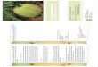 Citrillus lanatus agriculture, forestry & fisheriesnda.agric.za/docs/Brochures/biiterwatemellon.pdf · 2013-04-09 · agriculture, forestry & fisheries Department: ... Uses The tender