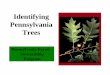 Pennsylvania Forest Stewardship Program - yorkccd.org · Tree Identification • In this presentation you will learn to identify trees using the Summer Key to Pennsylvania Trees