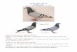 0845 SKY 11 BBWF COCK - Sky Lake Sions Loft sutter auction birds/AAUCTION BIRD LIST... · —OAK HAVEN FARMS Campbell Strange 1130 Jaybird Road Springtown, Texas 76082 Phone 817-677-3334