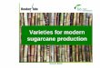 Varieties for modernVarieties for modern sugarcane production · Variety selection – common goals Pest and disease resistance/tolerance: Smut Sugarcane Mosaic Virus Production traits