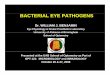 BACTERIAL EYE PATHOGENS - University of Alabama at … Year/Fall B 2008/Ocular Immunology... · BACTERIAL EYE PATHOGENS ... GO TO CATALASE TEST Micro Labs do same automated quickerMicro