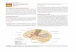 1142TION 14: NeurologySEC Stroke Syndromes 167 · 1142TION 14: NeurologySEC Stroke Syndromes . Steven Go Daniel J. Worman. INTRODUCTION AND EPIDEMIOLOGY. In the United …