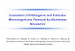 Evaluation of Pathogenic and Indicator Microorganisms ... · Evaluation of Pathogenic and Indicator Microorganisms Removal by Membrane ... Reuse of sewage treatment water ... hollow