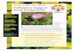 STEP-project Fact Sheet Pollinators Support Farm …step-project.net/img/uplf/STEP_factsheet_ENG.pdf · are unable to fly. • Farms supporting ... STEP stands for “Status and trends