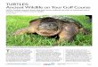 TURTLES: Ancient Wildlife on Your Golf Coursegsrpdf.lib.msu.edu/ticpdf.py?file=/article/nus-turtles-7-20-12.pdf · this ancient group of reptiles has ... TURTLES: Ancient Wildlife