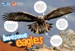 RSPB Wildlife Super-sharp of the RSPB. eyesight · RSPB Wildlife Explorers is the junior membership of the RSPB. Golden eagles can reach 200 miles per hour when diving through the