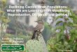 Declining Cactus Wren Populations: What We are …€¦ · Measuring Cactus Wren Survival & Dispersal Photo Karly Moore. Color Banding ... Portia Arutunian Dr. Elisabeth Brown Maria