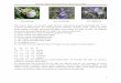 iris setosa iris versicolor iris virginica · Yapay Sinir Ağları-Matlab Uygulaması-Öğr.Gör. Sinan UĞUZ 3 Alttaki değerleri uygulamak için Önce A sütununun ilk değerine