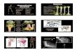 Humerus Appendicular Skeleton - University of Notre …stephens/Appendicular.pdf · 3 Head, medial Larger epicondyle, lateral Olecrenon fossa, distal Olecrenon process, proximal Radial