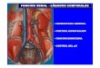 FUNCION RENAL FUNCION RENAL ––LÍQUIDOS ... ramirezr/Templates/  · PDF filefuncion renal funcion renal ––lÍquidos corporaleslÍquidos corporales •homeostasis general •control