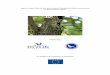 Species Action Plan for the semi-collared flycatcher ...ec.europa.eu/.../wildbirds/action_plans/docs/ficedula_semitorquata.pdf · Species Action Plan for the semi-collared ... population