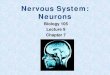 Nervous System: Neurons - Napa Valley 9 - Neuron  Neurons of the Peripheral Nervous System Neurons