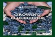 GROWING BLUEBERRIES - tnstate.edu Blueberries.pdf · indicates a healthy plant. Blueberries are in high demand thanks to their abundance of supernutritious antioxidants and phytonutrients