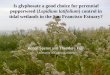Is glyphosate a good choice for perennial pepperweed ... · Using prior results from seasonal wetlands to develop a management plan • Chemical control: chlorsulfuron, glyphosate,
