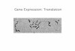 Gene Expression: Translation - University of .Gene Expression: Translation. ... â€¢A gene can be