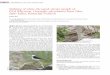 Sighting of white-throated vittata morph of Pied …indianbirds.in/pdfs/IB.9.2.Jha_WhitethroatedWheatear.pdf · male and female vittata morph of Pied Wheatear from Spiti Valley in