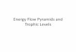 Energy Flow Pyramids and Trophic Levels - Ms. Energy Flow Pyramids and Trophic Levels . TROPHIC