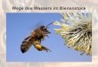 Wege des Wassers im Bienenstockimmenfreunde.de/BienenWasser.pdf · Sammelleistung eines Bienenvolkes - pro Jahr - 120 Kilogramm Nektar 25 Liter Wasser 20 Kilogramm Pollen 100 Gramm