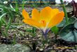 SRGC BULB LOG DIARY----- Pictures and text © Ian … · Erythronium caucasicum I have devoted the opening page to perhaps my favourite Crocus, growing in a sand bed, although it