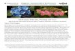 Hydrangea Selection, Pruning and Care · Hydrangea Selection, Pruning and Care Mike Andruczyk Horticulture Extension Agent, Virginia Cooperative Extension, Chesapeake Types of Hydrangeas