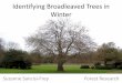 Identifying Broadleaved trees in Winter - .Leaf scars â€¢ Hairs on twigs ... Large leaf scar Fruits
