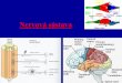Prezentace aplikace PowerPoint - Prírodovedecká fakulta · PDF filePredĺžená miecha (medula oblongata, myelencephalon •X. pár – blúdivý nerv (n. vagus) SM – vnútorné