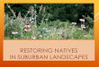 Restoring Natives in Suburban Landscapes · Director of Training and Development and Certified Facilitator for The NatureProcess ... Source: