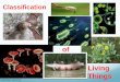 of Living Things · classified. In response to the ... He first divided all organisms into large groups that he ... These are very “ancient” organisms. Very primitive