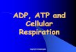 ADP, ATP and Cellular Respiration Powerpoint - … · Title: ADP, ATP and Cellular Respiration Powerpoint Author: Cheryl massengale Created Date: 11/3/2016 1:18:12 PM