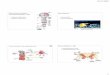 18.11 - Medicinska fakulteta Maribor 3.pdf · hipokinetične motnje gibanja ... Anatomija malih možganov Funkcionalna področja malih možganov Somatosenzorične projekcije v male