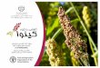 (TCP/RAB/3403) - ganrrc.org.ir · Quinoa (Chenopodium quinoa Willd.) is an An-dean plant which originated in Peru and Bolivia. Before its domestication, wild quinoa was prob-its leaves