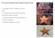 Filo Echinodermata (Equinodermos) · Filo Echinodermata (Equinodermos) • Características gerais: Reprodução-Sexuada, animais dióicos, fecundação externa e desenvolvimento
