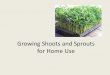 Growing Shoots and Sprouts for Home Use - …concordfoodcoop.coop/documents/CFC2016SproutProductionPrint.pdf · Growing Shoots and Sprouts for Home Use . ... getting the nutrition