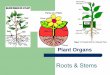 Roots & Stems - Poudre School Districtstaffweb.psdschools.org/shunter/Botanyweb/Structure/Plant Organs.pdf · roots to leaves. 3. Food storage in some plants. ... dicot. monocot