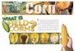 ield corn is not the type of corn you eat on the cob. It ... Ag Mag for... · ield corn is not the type of corn you eat on the cob. It is a special type of corn with a hard outer