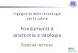 Fondamenti d anatomia e istologia - UniBG · Ingegneria delle tecnologie per la salute Fondamenti d anatomia e istologia Sistema nervoso