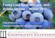 Funky Leaf Spot, Viruses, and Xylella Update – Winter …floridablueberrygrowers.com/wp-content/uploads/2012/06/Funky-Spot... · Funky Leaf Spot, Viruses, and Xylella Update –