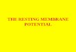 THE RESTING MEMBRANE POTENTIAL - Barbados … · plasma membrane. • That is, the potential or chemical charge inside of ... the resting membrane potential across the plasma membrane