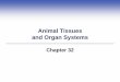 Animal Tissues and Organ Systems - Weeblyjkilfoyle.weebly.com/.../1/2/2/...animal_tissues_and_organ_systems.pdf · Homeostasis in Animals Body parts must interact to perform many