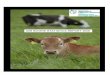 CMMS is being replaced by the Animal Identification … · Age Profile of Mart Movements for Dairy Cattle by Month and by Gender ... Age Profile of Live Exports for Beef Cattle by