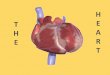1 The Circulatory System The circulatory system …mgaughan-biology.weebly.com/.../1/0/3/110365537/heartcirculatorysys… · 37–1 The Circulatory System The circulatory system and