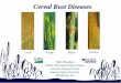 Cereal Rust Diseases - Plant Management .Cereal Rust Diseases Bob Bowden USDA-ARS Hard Winter Wheat