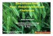 East African Stem Rust: Research Needs and Challengesambainc.org/media/AMBA_PDFs/Conferences/Diseases_Steffenson.pdf · East African Stem Rust: Research Needs and Challenges Brian