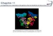 Chapitre 11 - umoncton.ca 11.pdf · Chapitre 11 La régulation de l’expression des gènes chez les bactéries et leurs virus Une représentation du complexe répresseur lac-ADN,